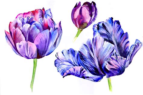 Purple Tulip Watercolor Flowers Png Graphic By Mystocks