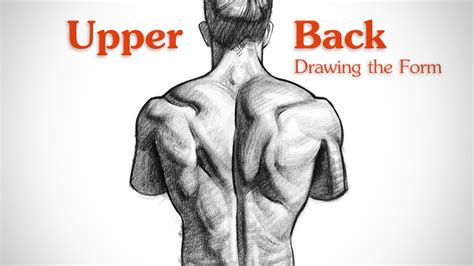 Male Back Anatomy Anatomy Book