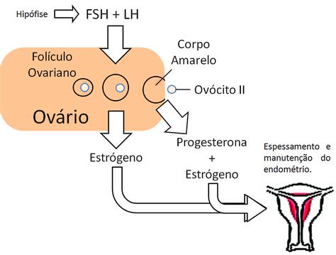 Quais São Os Hormônios Envolvidos No Ciclo Menstrual