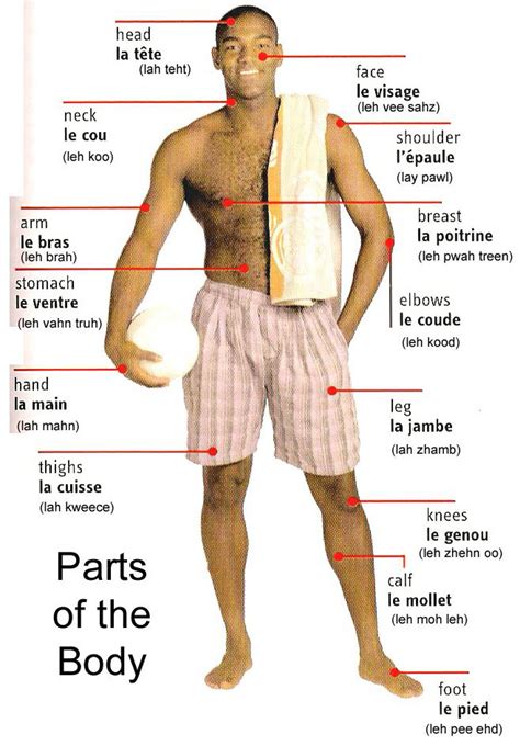 A crossword to practise body parts. Let's Learn French Together: Parts of the Body