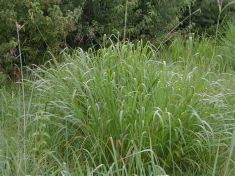 Newly planted trees require access to consistent and controlled water resources, and the tree planter can provide this through use of a drip or sprinkler system. Gama Grass (Tripsacum dactyloides) Seed/Plant - Kansas ...