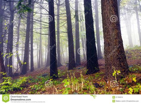 Fallen Leaves In Autumn Forest And Mysterious Fog Stock Image Image