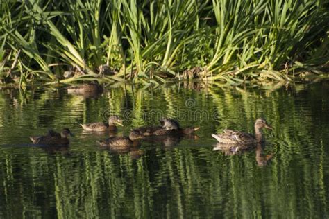 Duck With Ducklings Ducks Swim In The Pond Duck Hunt Water Animal