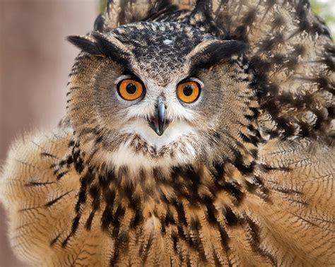 Eurasian Eagle Owl Photograph By Matt Cuda