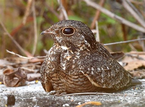 Pulau indah (indah island) is an island in klang district, selangor, malaysia, formerly known as pulau lumut. The Life Journey in Photography: Savanna Nightjar @ Pulau ...