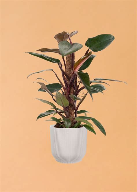 Philodendron Mandaianum Is Perfect For Beginners Plant Circle