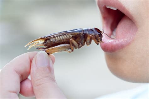8 Edible Bugs That Will Hold You Over During Survival Survival Stronghold