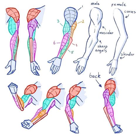 Mitchleeuwe Human Anatomy Drawing Anatomy Drawing Body Drawing Tutorial