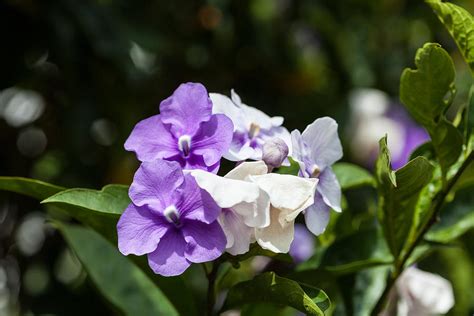 The tree is named after mission father that introduced this dark purple skin that turns black as it dried. Purple And White Flowering Bush Photograph by Craig Lapsley