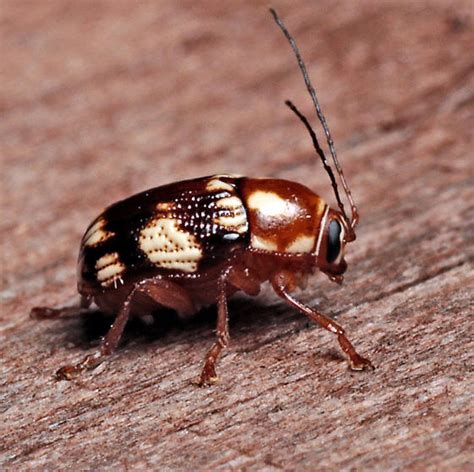 Beetle Bassareus Clathratus Bugguidenet
