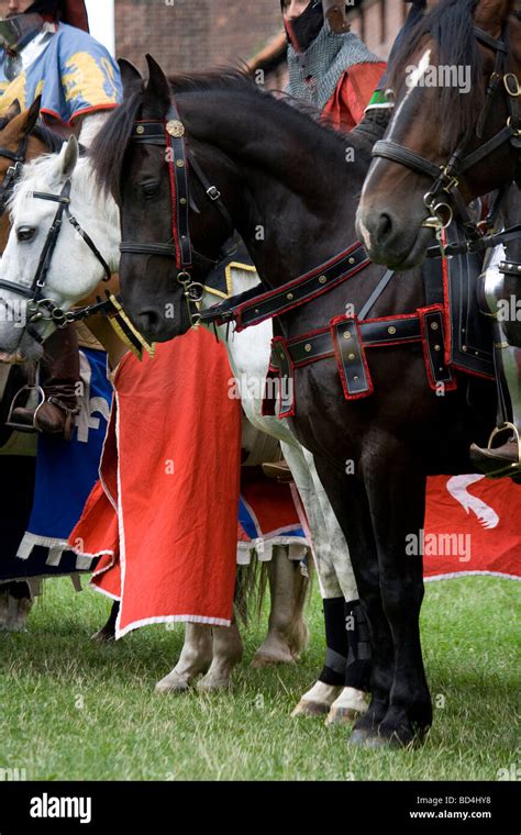 Medieval Cavalry Warmilitary Horses Taken In Malbork Poland 2009