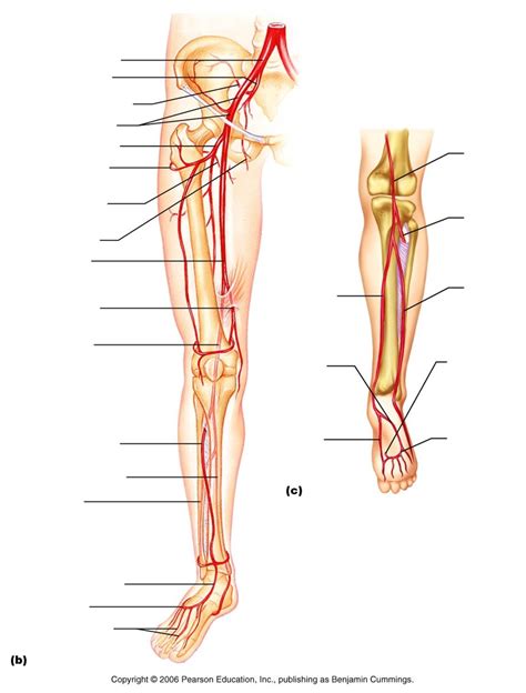 Arteries Of Lower Limb Diagram Quizlet