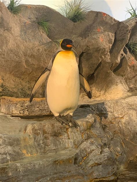 A Small Slightly Subpar Tribute To Flexing Baby Penguins Penguin