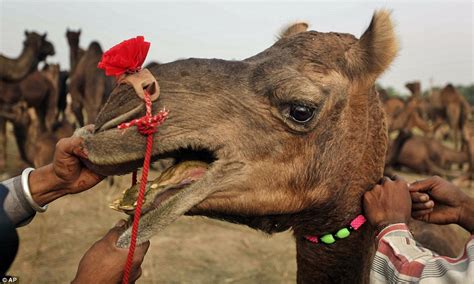 Camels have adapted and found ways to help them survive in deserts. Must be hump day! Hundreds of thousands gather in holy ...