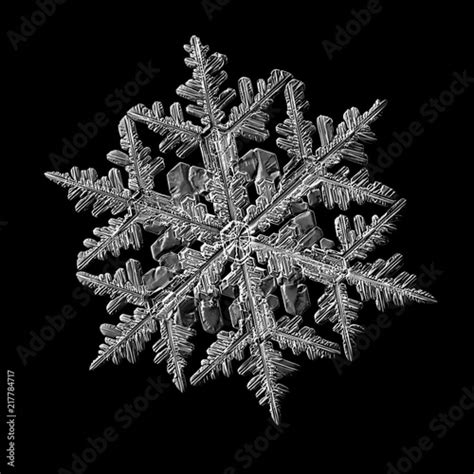 Snowflake Isolated On Black Background Macro Photo Of Real Snow