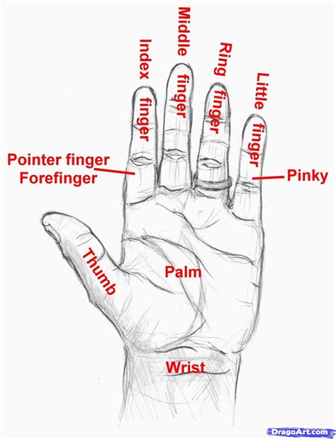 Name Of The Fingers Word Drawings Guided Drawing English Vocabulary