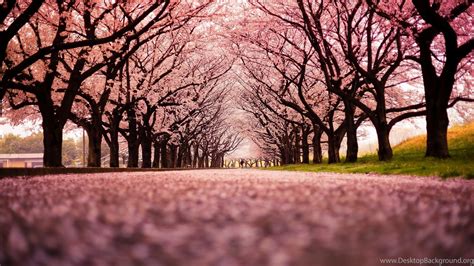 Landscape Cherry Blossom Trees Path Nature Wallpapers Hd