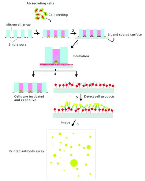 Illustration Of Antibody Secreting Cells Using Vycap The Microwells