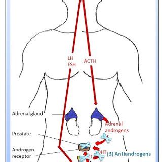 Side Effects Associated With Androgen Deprivation Therapy Adt Download Scientific Diagram
