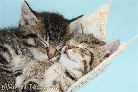 Cute Pets Pictures Of Kittens Sleeping In Hammock Wp36356