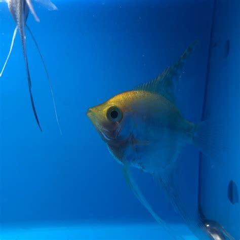 Lyre Tail Gold Angel Fish For Sale Exotic Fish Shop Call 774 400 4598