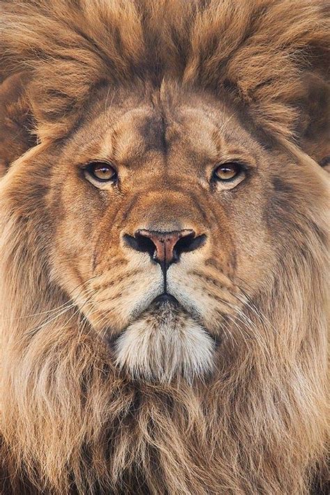 A Close Up Of A Lions Face With An Intense Look On Its Face