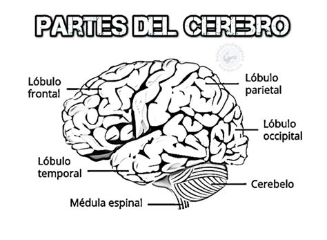 Partes Del Cerebro Las Conoces Todas