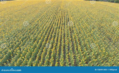 Aerial Drone View Of Sunflowers Field Rows Of Sunflowers On A Hill