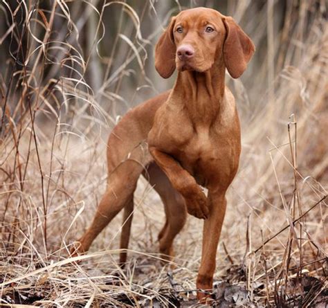 9 Things Our Vizsla Probably Dream About - SonderLives