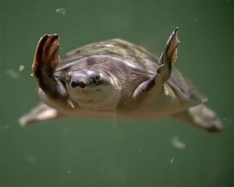 Pig Nosed Turtle Facts Diet Habitat And Pictures On Animaliabio