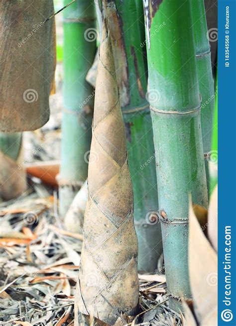 Close Up Of Bamboo Shoot Stock Photo Image Of China 183545568