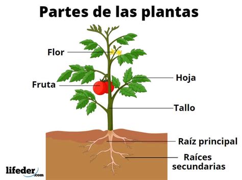 Partes De Las Plantas Y Sus Funciones