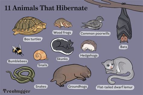 Animals That Hibernate Chart