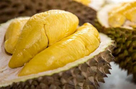 Durian duri hitam/ochee tahun ke 4 setelah ditanam sudah berbuah yg ke 2 walau musim kemarau panjang daun kelihatan. Syor tidak eksport durian Gred 1, 2 | Surat Pembaca ...