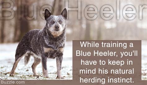The blue heeler dog, also known as australian cattle dog, never fails to impress with their blue markings, intellect, and sturdiness. Incredibly Handy Tips on Training a Blue Heeler - DogAppy