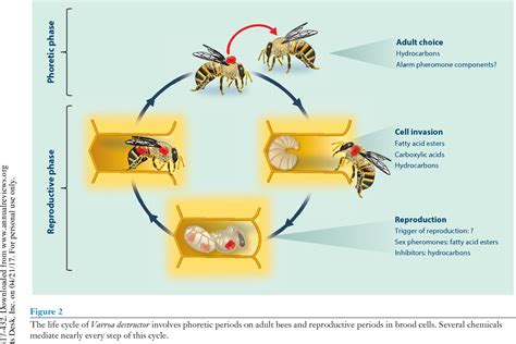 Pdf Ecology Of Varroa Destructor The Major Ectoparasite Of The