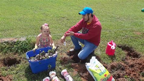 How to get the best deals on holiday merchandise. $1.50 Deals Walmart Unmarked Clearance Rose Bushes - YouTube