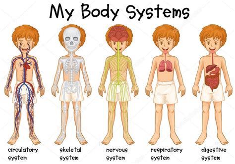 T he human brain, just like most other mammals, has the same basic structure, but it is better developed than any other mammalian brain. Body Systems Diagram For Kids
