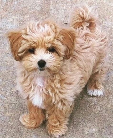 Pin By Enticing On Malti Poo Love Poodle Mix Puppies Shih Tzu Poodle