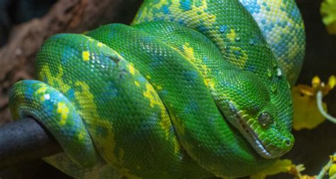 Rainforests play an invaluable role in sustaining life, but every year large portions of them are cut down for logging, mining, and cattle ranches. RainForest favorites| Cleveland Zoological Society | March ...
