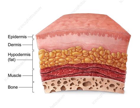 The skin is the body's largest organ and it is made up of seven layers, each of which has a specific function. Skin Anatomy, Illustration - Stock Image - C030/5960 ...