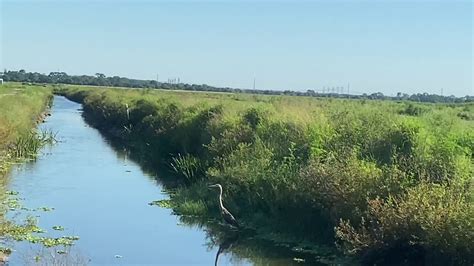 Florida Wading Bird Youtube