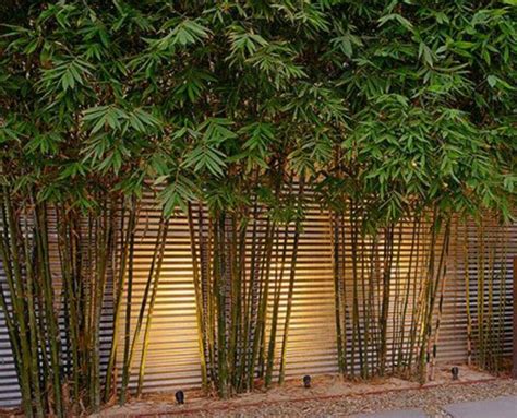 I have found the bamboo poles it is lightweight and quite strong. 10 Bamboo Landscaping Suggestions | Courtyard gardens design, Bamboo landscape, Small courtyard ...
