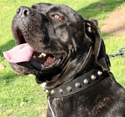 It is used for personal protection, tracking, law enforcement, as a guard dog, and as a companion dog. Cane Corso Halsband aus Nylon, Design mit Pyramiden - €29.9