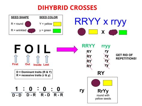 A diagram that is used to predict an outcome of a particular cross or breeding experiment. Dihybrid cross - Wikipedia