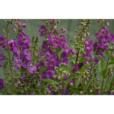 Maybe you would like to learn more about one of these? Proven Winners Angelface Blue Summer Snapdragon (Angelonia ...