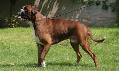 German Boxer Dog Breed Information And Facts Pictures Pets Feed