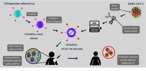 COVID 19: Halix ready for vaccine production - European Biotechnology