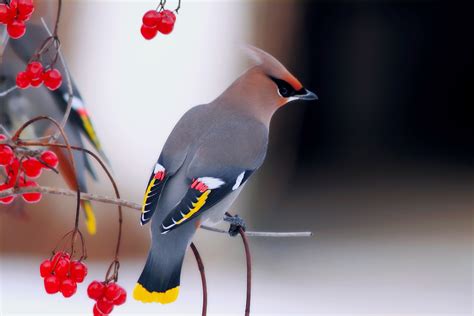 Waxwing Bird Branch Berry Sit Wallpaper Coolwallpapersme