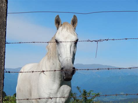Horse Equine White Free Photo On Pixabay Pixabay